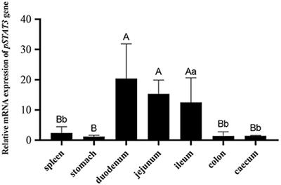 A functional mutation associated with piglet diarrhea partially by regulating the transcription of porcine STAT3